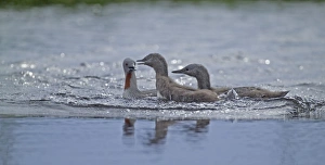 Red-throated Diver, Gavia stellata, chick