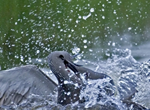 Fighting Prints: Red-throated Diver, Gavia stellata, adults in fight