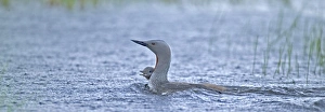Red-throated Diver, Gavia stellata, chick