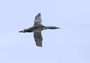 Diver Prints: Red-throated Diver gavia stellata in flight summer Shetland