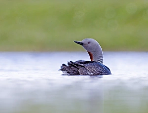 Red-throated Diver Gavia stellata Loch Funzie Fetlar Shetland June