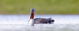 Red-throated Diver Gavia stellata Loch Funzie Fetlar Shetland June