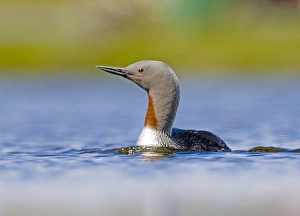 Red-throated Diver Gavia stellata Loch Funzie Fetlar Shetland June