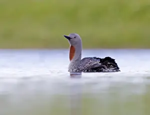 Fetlar Prints: Red-throated Diver Gavia stellata Loch Funzie Fetlar Shetland June