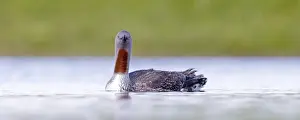 Red-throated Diver Gavia stellata Loch Funzie Fetlar Shetland June