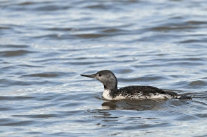 Red-throated Diver Gavia stellata non breeding plumage Cley October Norfolk