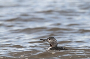 Red-throated Diver Gavia stellata non breeding plumage Cley October Norfolk