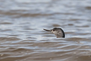 Red-throated Diver Gavia stellata non breeding plumage Cley October Norfolk