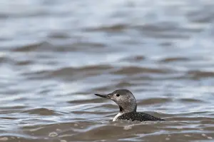 Red-throated Diver Gavia stellata non breeding plumage Cley October Norfolk