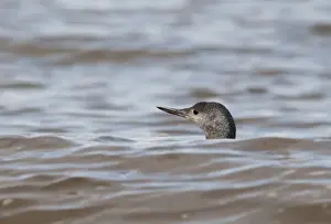 Red-throated Diver Gavia stellata non breeding plumage Cley October Norfolk