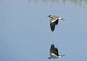 Red-wattled Lapwing (Vanellus indicus) Bharatpur India