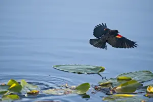 Everglades Prints: Red-winged Blackbird Agelaius phoeniceus Florida Everglades USA