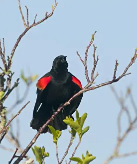Everglades Prints: Red-winged Blackbird Agelaius phoeniceus singing at dawn Florida Everglades USA