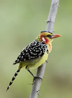 East Africa Prints: Red and Yellow Barbet Trachyphonus erythocephalus Lake Baringo Kenya