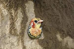 Red and Yellow Barbet Trachyphonus erythrocephalus at nest hole in termite mound Red and Yellow Barbet Trachyphonus erythrocephalus at nest hole in termite mound