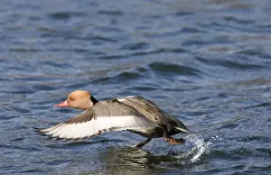Bird Wildlife Animal Prints: Rede-crested Pochard Netta rufina male taking off Norfolk March