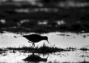 Silhouette Prints: Redshank feeding at dusk Holkham Norfolk winter