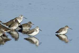 Redshank, Spotted Redshank & Greenshank roosting on gravel pit at Snettisham RSPB Redshank, Spotted Redshank & Greenshank roosting on gravel pit at Snettisham RSPB