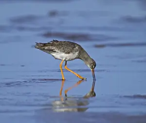 Mudflats Prints: Redshank, Tringa totanus, adult in non breeding plumage, feeding on mudflats, Lindisfarne