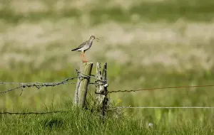 Red Shank Prints: Redshank Tringa totanus alarm calling from post close to nest Shetland summer