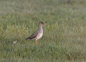 Redshank Tringa totanus breeding in water meadow Cley Norfolk May Redshank Tringa totanus breeding in water meadow Cley Norfolk May