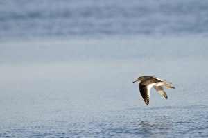Redshank Tringa totanus Cley Norfolk November