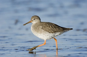 Redshank Tringa totanus feeding on mudflats North Norfolk winter Redshank Tringa totanus feeding on mudflats North Norfolk winter