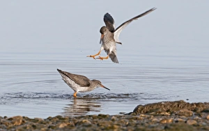 Redshank Tringa totanus Norfolk winter