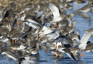 Redshank Tringa totanus leaving roost at Snettisham RSPB Reserve The Wash North Norfolk Redshank Tringa totanus leaving roost at Snettisham RSPB Reserve The Wash North Norfolk