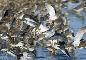 Redshank Tringa totanus leaving roost at Snettisham RSPB Reserve The Wash North Norfolk