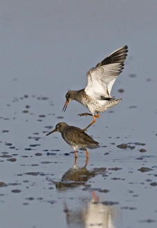 Mate Prints: Redshank Tringa totanus mating Norfolk March