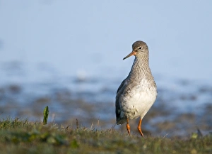Redshank Tringa totanus Norfolk March