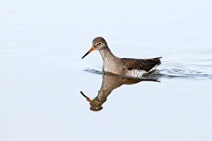 Redshank Tringa totanus Norfolk winter