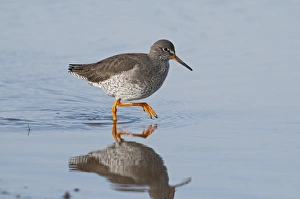 Redshank Tringa totanus Norfolk winter