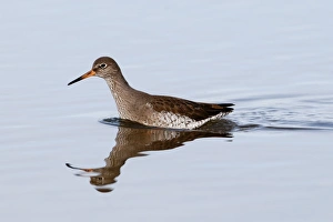Redshank Tringa totanus Norfolk winter