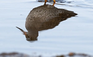 Redshank Tringa totanus Norfolk winter