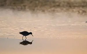 Silhouetted Prints: Redshank Tringa totanus silhouetted on tidal creek at dusk Morston Norfolk January