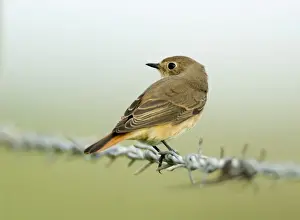 Redstart Phoenicurus phoenicurus autumn migrant North Norfolk September
