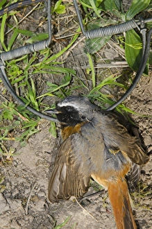 Redstart Phoenicurus phoenicurus migrant male caught in spring / clap trap (also Redstart Phoenicurus phoenicurus migrant male caught in spring / clap trap (also