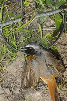 European Prints: Redstart Phoenicurus phoenicurus migrant male caught in spring / clap trap (also