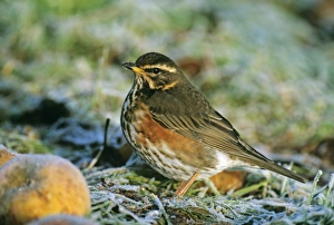Garden Bird Prints: Redwing feeding on fallen apples in winter UK