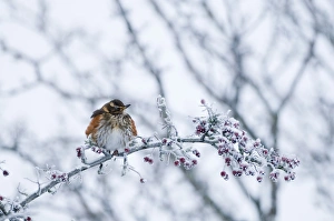 Redwing turdus ilacus feeding on Hawthorn berries and puffed up against cold Burnham Redwing turdus ilacus feeding on Hawthorn berries and puffed up against cold Burnham
