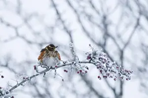 Snow Prints: Redwing turdus ilacus feeding on Hawthorn berries and puffed up against cold Burnham