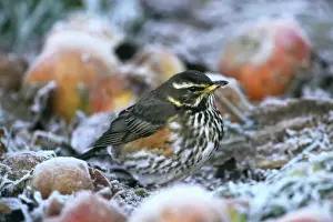 Frost Prints: Redwing, Turdus iliacus, feeding on apples in garden on frosty morning, Kent, UK