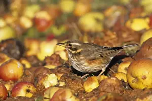 Redwing Turdus iliacus feeding on windfall apples in a garden orchard Kent UK November