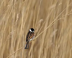 Reed Bunting Emberiza pallasi male in reeds Northumberland April UK