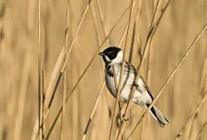 Male Prints: Reed Bunting Emberiza schoeniclus male Norfolk April