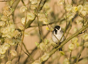 Reed Bunting Emberiza schoeniclus male in spring Norfolk UK