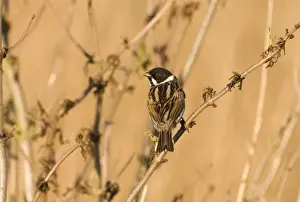 Male Prints: Reed Bunting Emberiza schoeniclus male in spring Norfolk UK