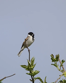 Reed Bunting Emberiza schoeniclus male in spring Norfolk UK
